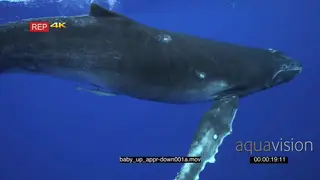 Humpback whale calf at surface dive down into deep blue UW