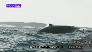 Humpback whales lobtailing, slapping fluke WS GOOD LIGHT