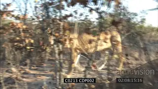 Sun adult male Lion stalking in woodland CU