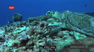 Hawksbill Sea Turtles (2) social interaction on coral reef UW