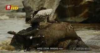 Ruppell's Vulture feeding on a Blue Wildebeest carcass laying on a rock.