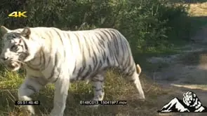 Tiger walking toward camera out of frame GREEN LS ZO PAN