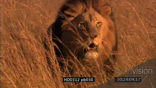 Lion runs toward camera with warm light on face DAY MLS to MCU PAN left to right