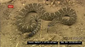 California Kingsnake stalk and attack Rattlesnake