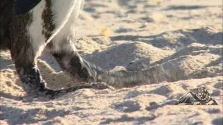 Adult African Penguin sandy Black webbed Feet, walking around.
