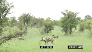 African Wild dog pack hunting scouting patrolling area investigating carcass skull GREEN.
