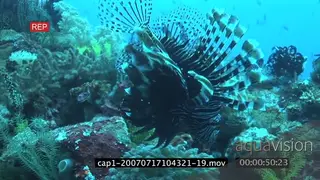 Devil Firefish swimming and looking around in an aquarium in ocean MLS TRAVELING SHOT HAND