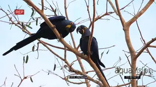 Pair of Hyacinth macaw (Anodorhynchus hyacinthinus) in tree