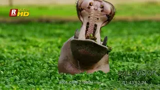 Close up shot of hippo inside green cabbage yawning oxpecker on it's back.