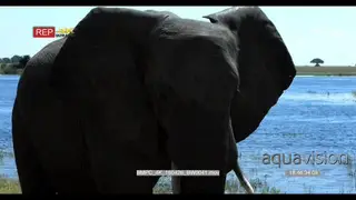 African Elephant bull standing on the riverbank CU