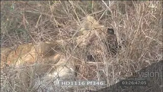 African lioness with injured tail walks and slowly lays down looks sick