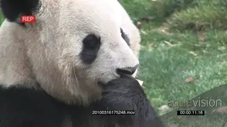 Giant Panda bear feeding on a fruit MS PROFILE GENERAL BEHAVIOUR