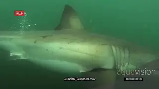 Great white shark hunting swimming past the camera UW