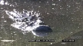Nile Crocodile move slowly through the water towards the camera, CU XCU