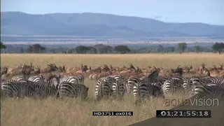 Large Zebra and Red Hartebeest herds migrating and grazing on savannah WS PAN