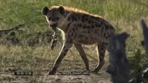 Spotted Hyena Walking around the Bushveld holding a leg of a kill on the Mouth GOOD LIGHT