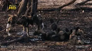 Pack of young African Wild Dog pubs laying down, resting, looking around.
