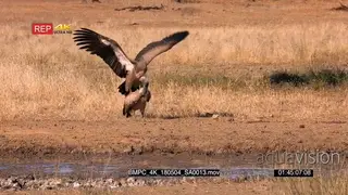 Pair of white-backed vultures walking on the grass towards The waterhole male vulture.