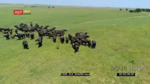Drone Aerials over buffalo herd Walking Grazing GOOD LIGHT