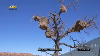 Scenic Sociable Weaver nest birds flying in out