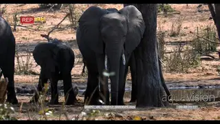 African elephants family at a water point MS