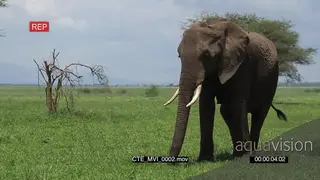 African elephant grazing on grassland LS GREEN