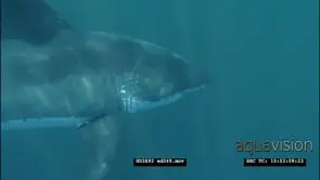 Great White Shark swimming around slowly underwater LS PAN HAND
