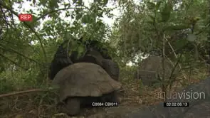 Two Galapagos Tortoise Mating. Santa Cruz Island