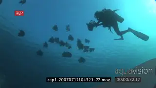 School of Longfin Batfish swimming underwater in ocean and diver filming WS HAND