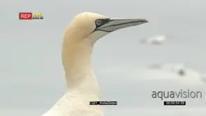 Northern gannet portrait cleaning feathers