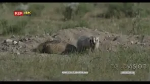American Badgers laying on prairie moving and looking around MLS