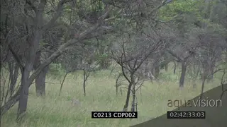 Lion pride stalking hinting herd of Wildebeest with young WS FAILS