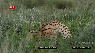 The serval (Leptailurus serval) Mating Behaviour