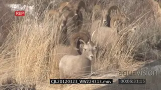 Male bighorn sheep trying to mate and chasing females on snow covered prairie LS PAN