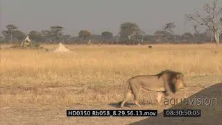 Adult male Lion Cecil walking on short dry grass