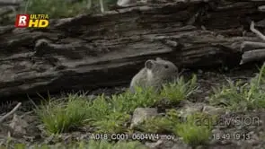 Pika sniffing, foraging and looking around then walks off frame. MWS.