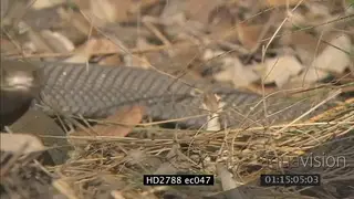 Mozambique Spitting Cobra laying on bushveld moving and getting aggressive MS PAN