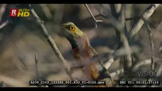 An extreme close up side view shot of the upper body of a ground agama on twigs licking.