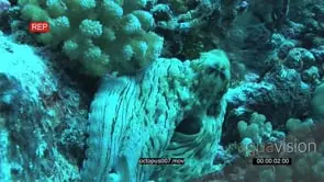 Octopus laying down on coral reef underwater in ocean and Potato Bass passing by MS HAND