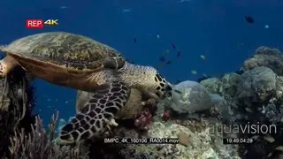 A hungry hawksbill turtle, Eretmochelys imbricata chomps some soft coral