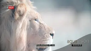 African Male desert lion face alerted looking across Profile shot
