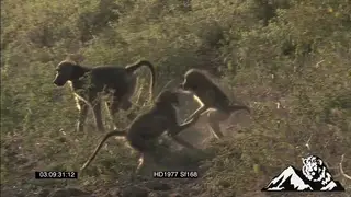 Chacma Baboons drinking water, chasing each other, fighting and walking