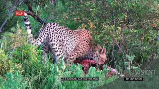 Cheetah feeding on a kill in bushveld MLS