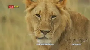 Close up shot of young male lion's head looking around
