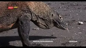 CU Komodo Dragon , Varanus komodoensis, walks out of shot