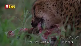 Female Cheetah face CU while feeding on the dead carcass and looking around.