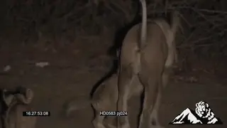 A pride of lioness walking and hunting and teaching cubs to hunt NIGHT