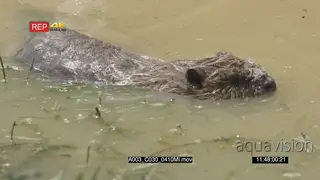 Beaver swimming around in a river MS PAN