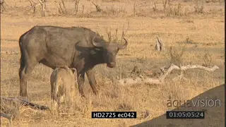 Female lion herd chasing buffalo herd and hunting one down LS PAN ZI MLS