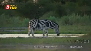 Plain Zebra standing in the water, drinking and looking around.
